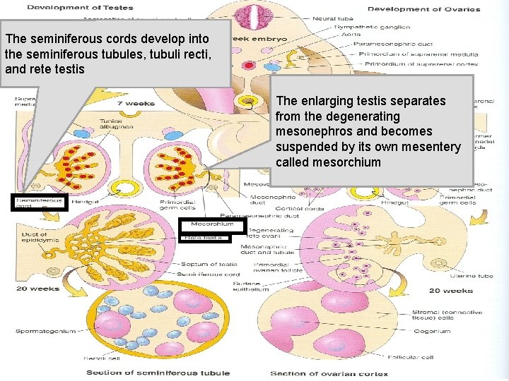 The seminiferous cords develop into the seminiferous tubules, tubuli recti, and rete testis The