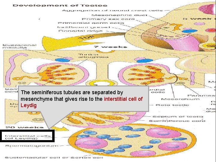 The seminiferous tubules are separated by mesenchyme that gives rise to the interstitial cell