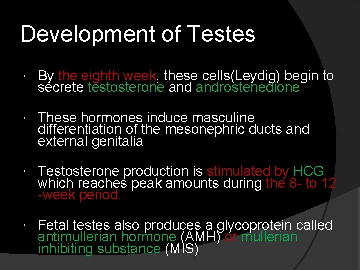 Development of Testes By the eighth week, these cells(Leydig) begin to secrete testosterone androstenedione