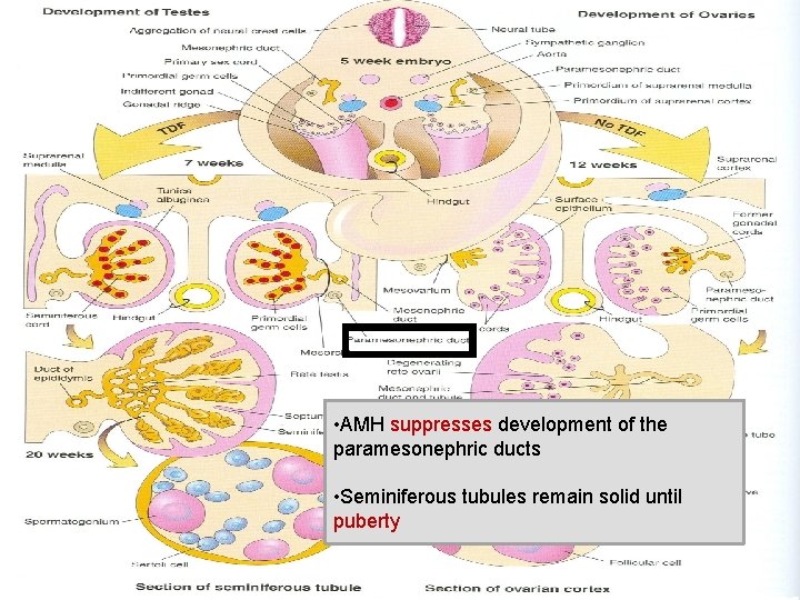  • AMH suppresses development of the paramesonephric ducts • Seminiferous tubules remain solid