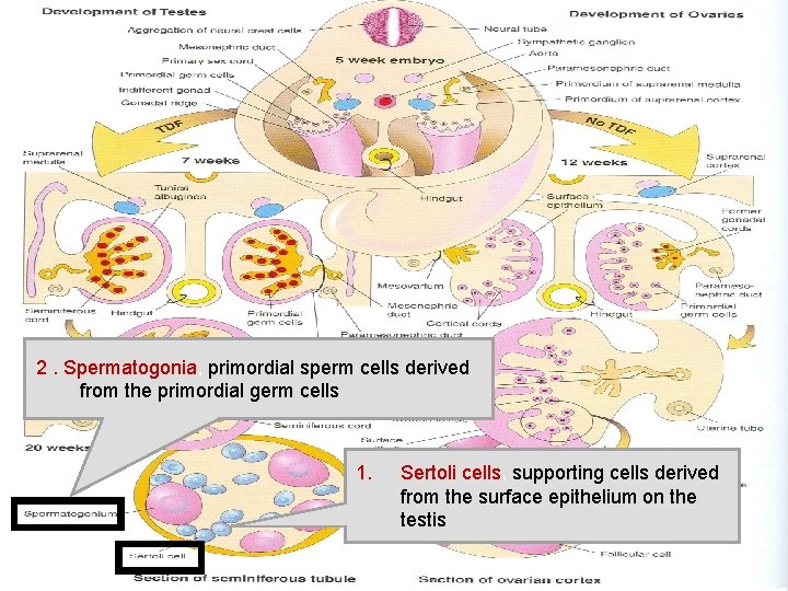 2. Spermatogonia, primordial sperm cells derived from the primordial germ cells 1. Sertoli cells,
