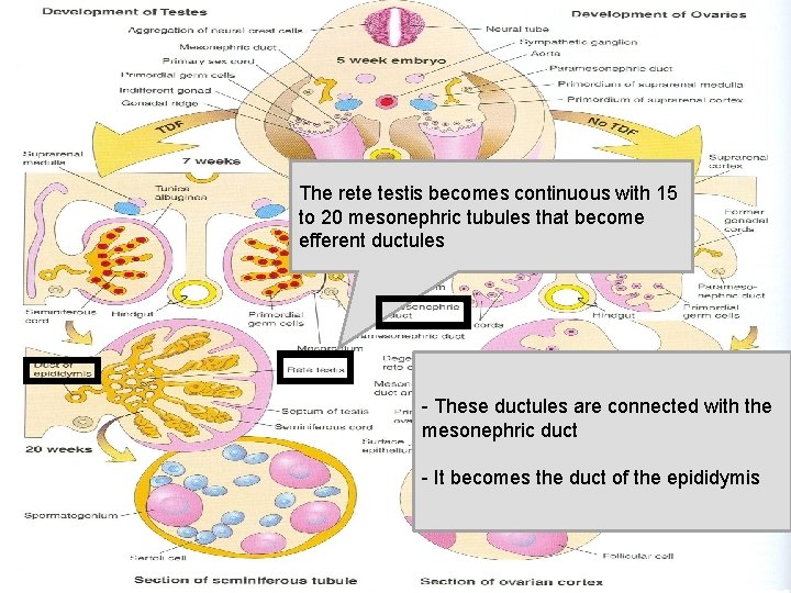 The rete testis becomes continuous with 15 to 20 mesonephric tubules that become efferent