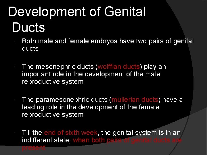 Development of Genital Ducts Both male and female embryos have two pairs of genital