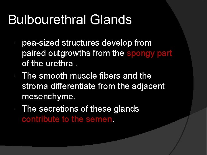 Bulbourethral Glands pea-sized structures develop from paired outgrowths from the spongy part of the