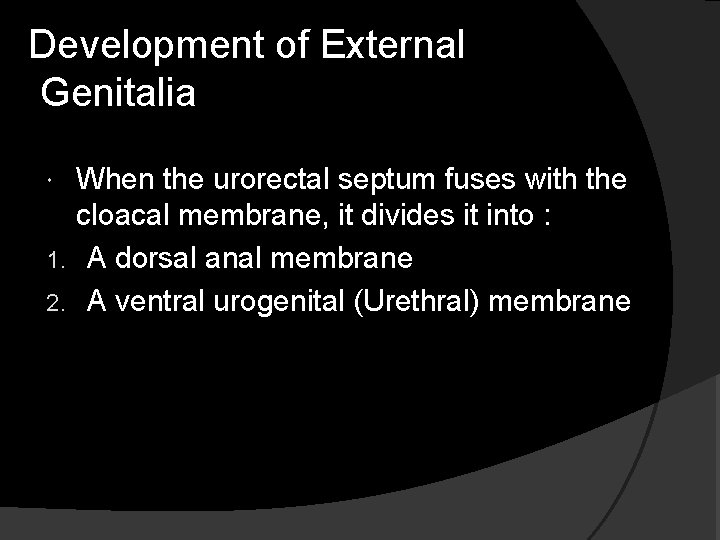Development of External Genitalia When the urorectal septum fuses with the cloacal membrane, it