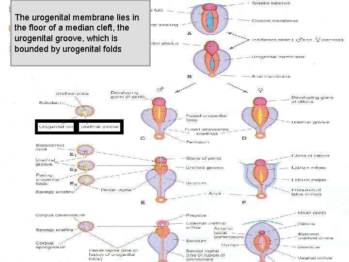 The urogenital membrane lies in the floor of a median cleft, the urogenital groove,