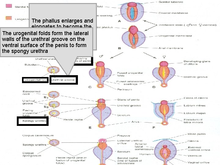 The phallus enlarges and elongates to become the penis The urogenital folds form the