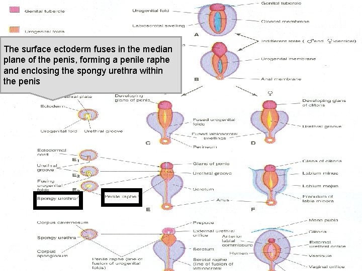 The surface ectoderm fuses in the median plane of the penis, forming a penile