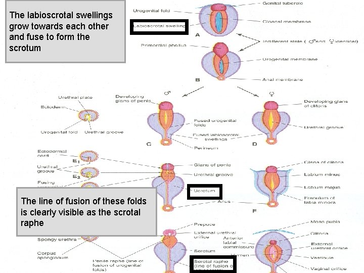 The labioscrotal swellings grow towards each other and fuse to form the scrotum The