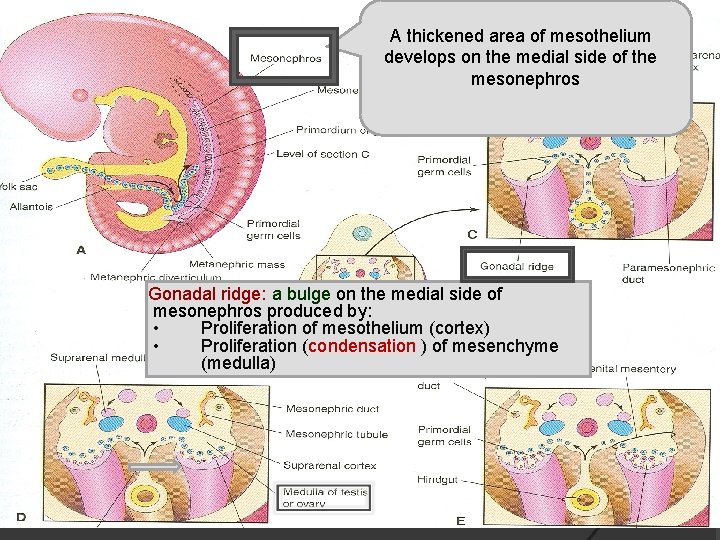 A thickened area of mesothelium develops on the medial side of the mesonephros Gonadal