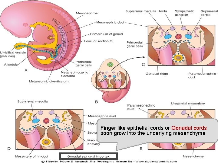 Finger like epithelial cords or Gonadal cords soon grow into the underlying mesenchyme 