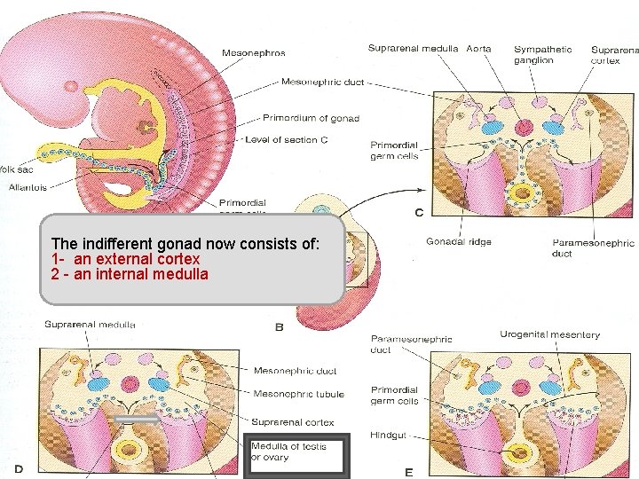 The indifferent gonad now consists of: 1 - an external cortex 2 - an