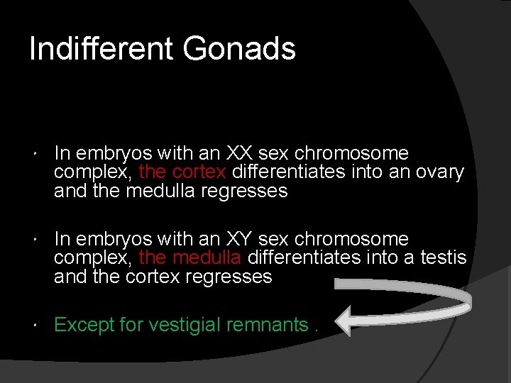 Indifferent Gonads In embryos with an XX sex chromosome complex, the cortex differentiates into