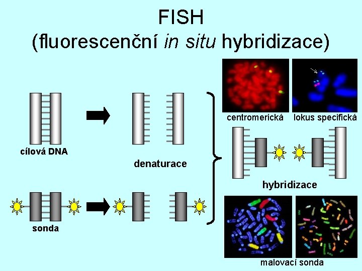 FISH (fluorescenční in situ hybridizace) centromerická lokus specifická cílová DNA denaturace hybridizace sonda malovací