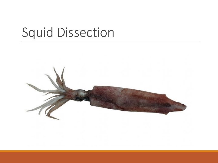 Squid Dissection 