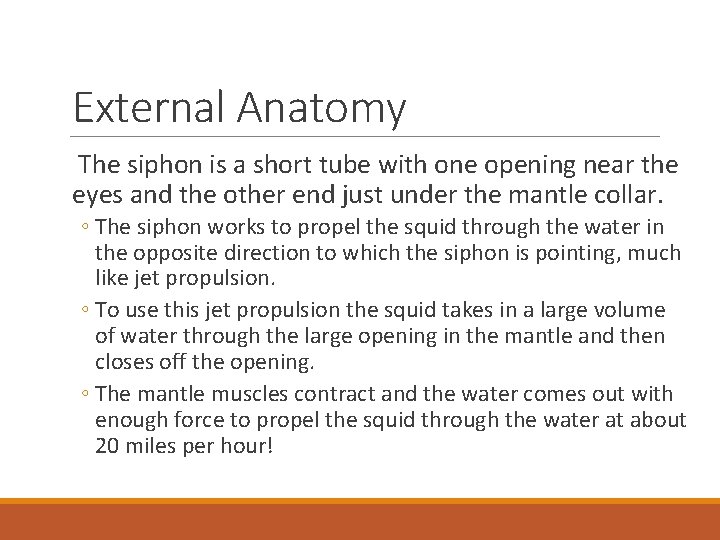 External Anatomy The siphon is a short tube with one opening near the eyes