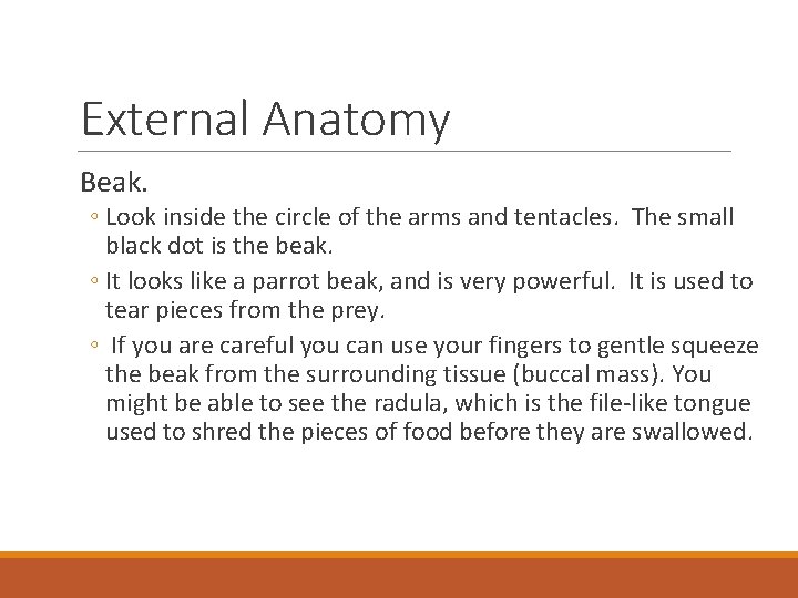 External Anatomy Beak. ◦ Look inside the circle of the arms and tentacles. The