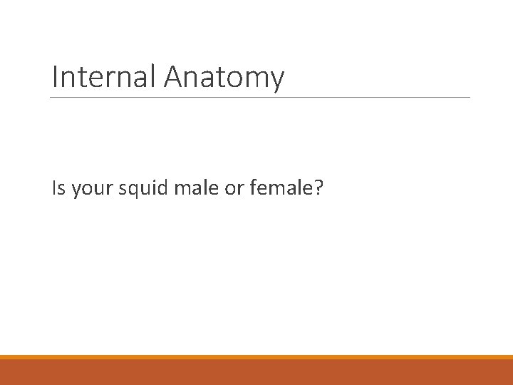 Internal Anatomy Is your squid male or female? 