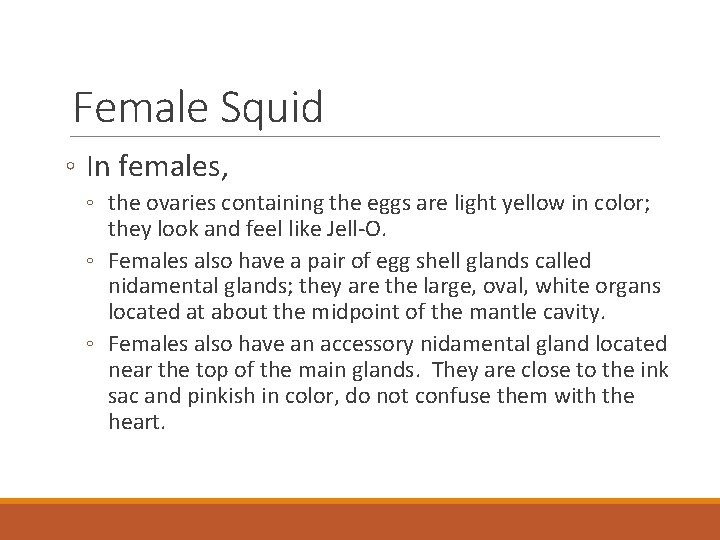 Female Squid ◦ In females, ◦ the ovaries containing the eggs are light yellow