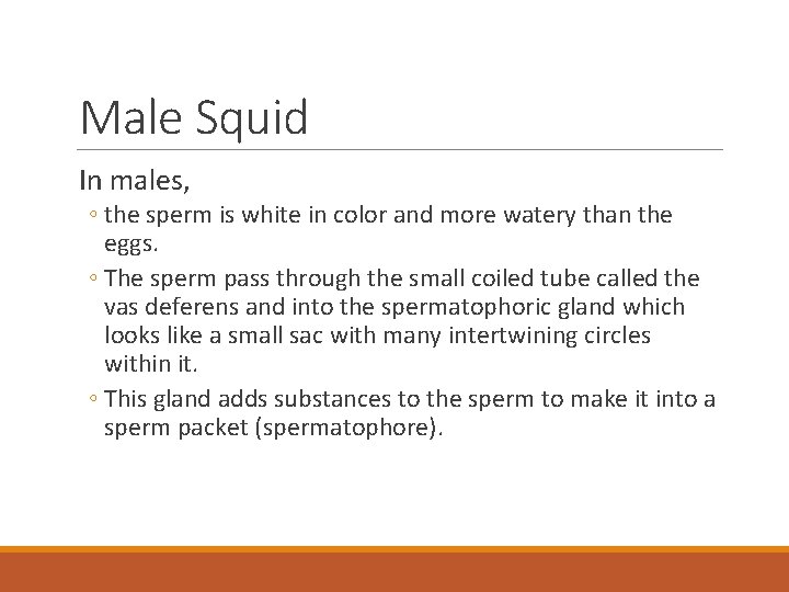 Male Squid In males, ◦ the sperm is white in color and more watery