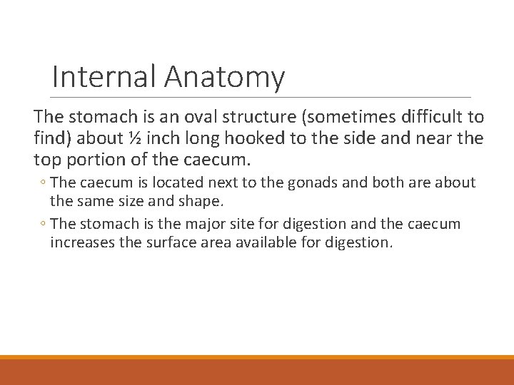 Internal Anatomy The stomach is an oval structure (sometimes difficult to find) about ½