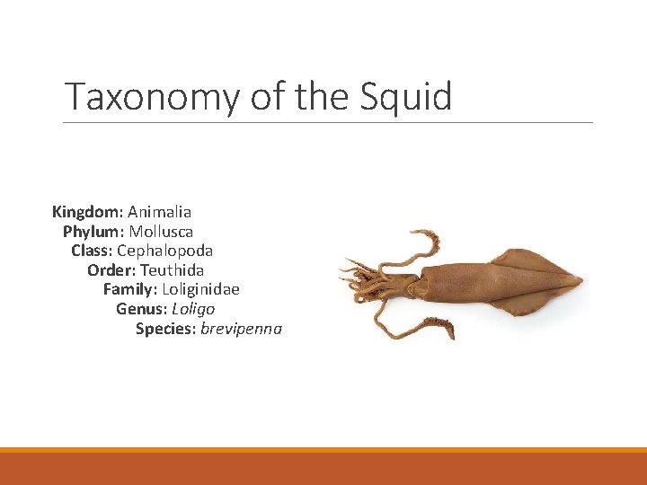 Taxonomy of the Squid Kingdom: Animalia Phylum: Mollusca Class: Cephalopoda Order: Teuthida Family: Loliginidae