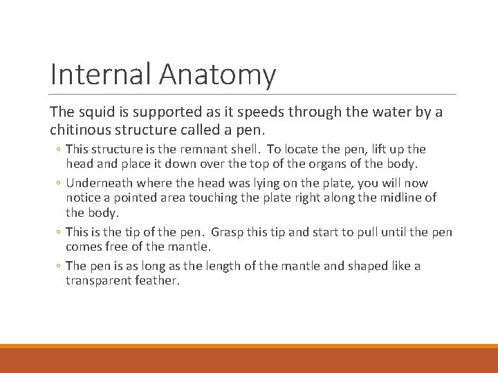 Internal Anatomy The squid is supported as it speeds through the water by a