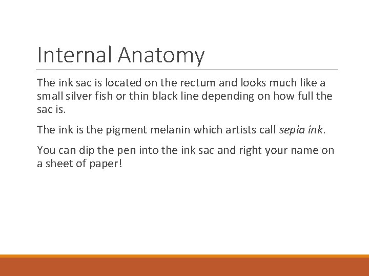 Internal Anatomy The ink sac is located on the rectum and looks much like