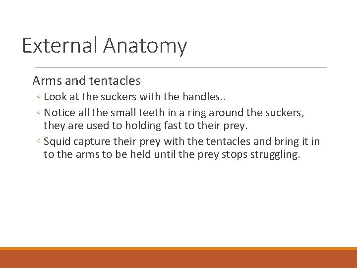 External Anatomy Arms and tentacles ◦ Look at the suckers with the handles. .