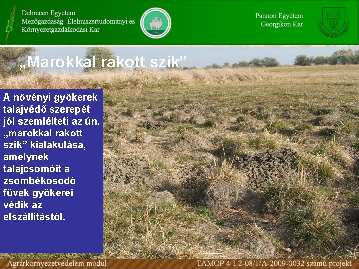 „Marokkal rakott szik” A növényi gyökerek talajvédő szerepét jól szemlélteti az ún. „marokkal rakott