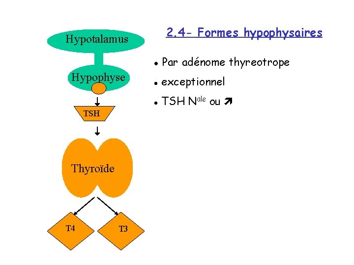 2. 4 - Formes hypophysaires Hypotalamus Hypophyse TSH Thyroïde T 4 T 3 l