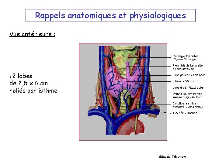 Rappels anatomiques et physiologiques Vue antérieure : 2 lobes de 2, 5 x 6