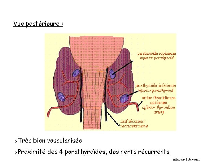 Vue postérieure : Ø Très bien vascularisée Ø Proximité des 4 parathyroïdes, des nerfs