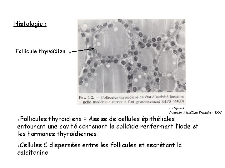 Histologie : Follicule thyroïdien La Thyroïde Expansion Scientifique Française Follicules thyroïdiens = Assise de