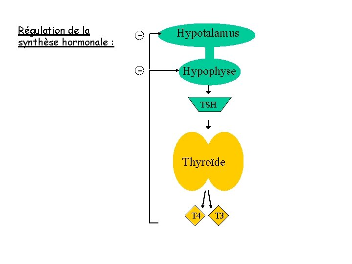 Régulation de la synthèse hormonale : - Hypotalamus - Hypophyse TSH Thyroïde T 4