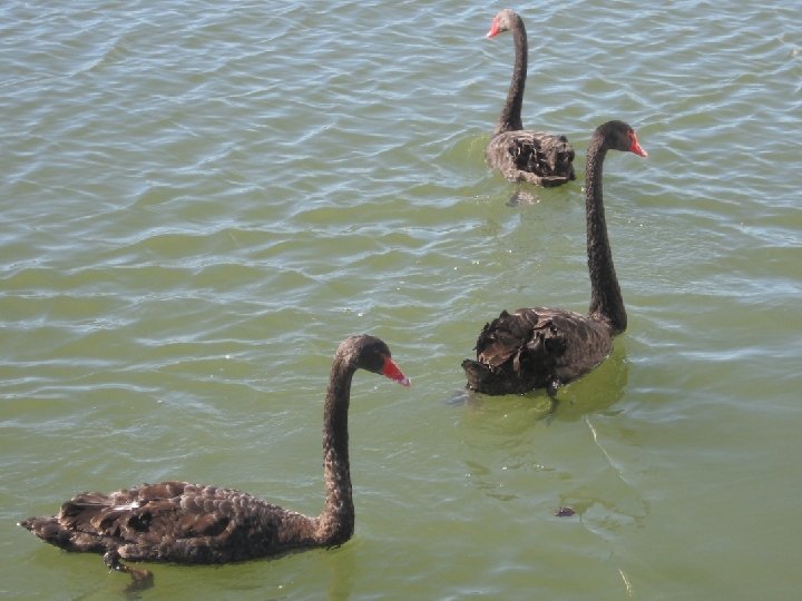 © 2008 Syn. Genics Corporation. All rights reserved. 39 