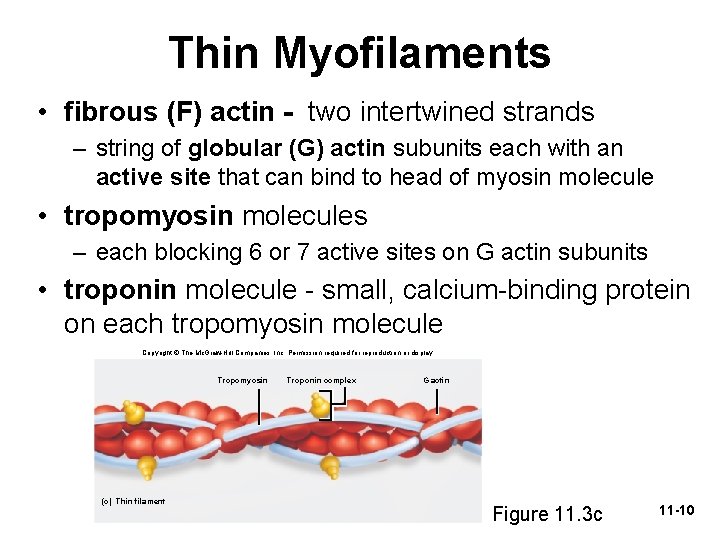 Thin Myofilaments • fibrous (F) actin - two intertwined strands – string of globular