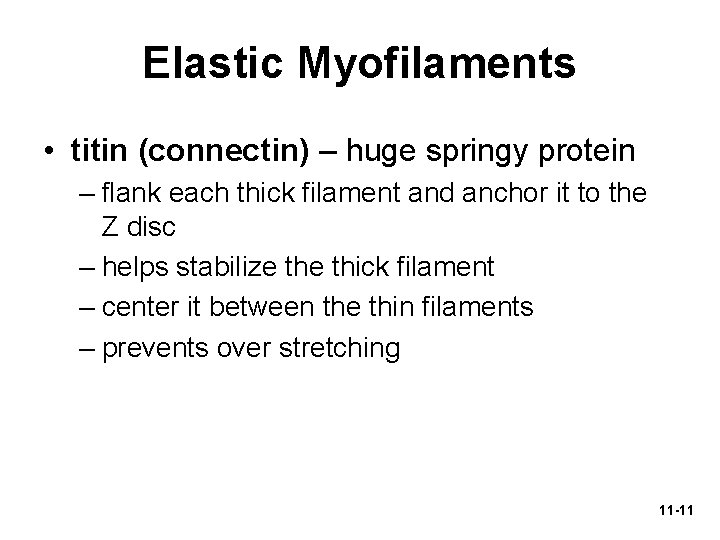 Elastic Myofilaments • titin (connectin) – huge springy protein – flank each thick filament