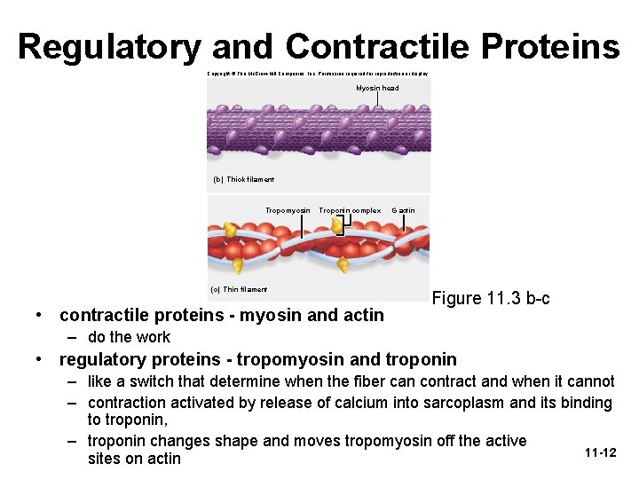 Regulatory and Contractile Proteins Copyright © The Mc. Graw-Hill Companies, Inc. Permission required for