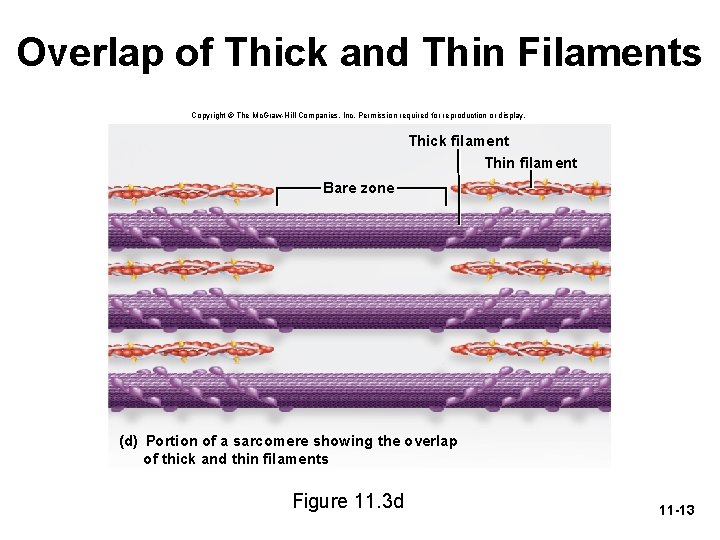 Overlap of Thick and Thin Filaments Copyright © The Mc. Graw-Hill Companies, Inc. Permission