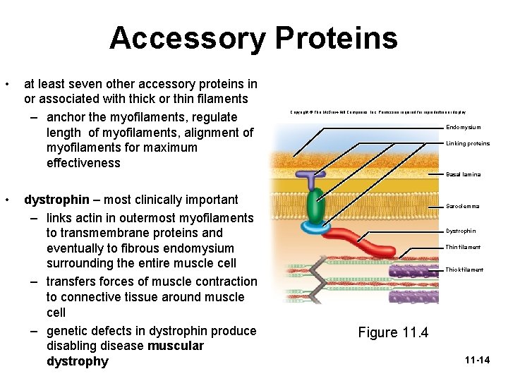 Accessory Proteins • at least seven other accessory proteins in or associated with thick