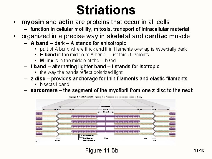 Striations • myosin and actin are proteins that occur in all cells – function
