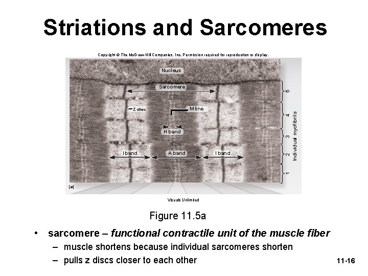 Striations and Sarcomeres Copyright © The Mc. Graw-Hill Companies, Inc. Permission required for reproduction