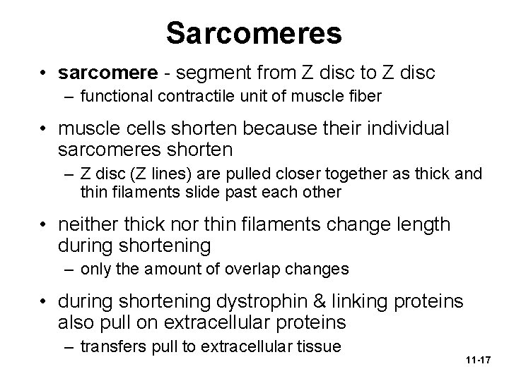 Sarcomeres • sarcomere - segment from Z disc to Z disc – functional contractile