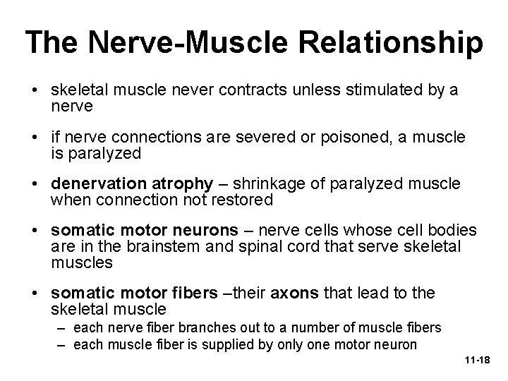 The Nerve-Muscle Relationship • skeletal muscle never contracts unless stimulated by a nerve •