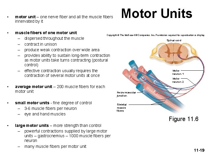 Motor Units • motor unit – one nerve fiber and all the muscle fibers