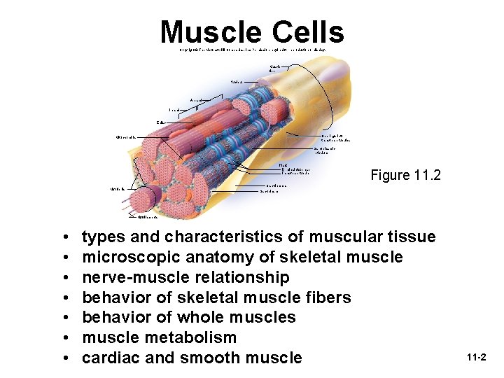 Muscle Cells Copyright © The Mc. Graw-Hill Companies, Inc. Permission required for reproduction or