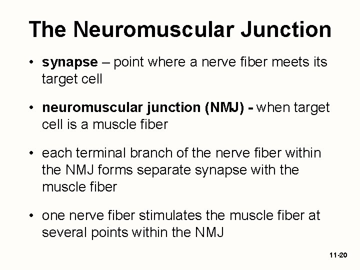 The Neuromuscular Junction • synapse – point where a nerve fiber meets its target