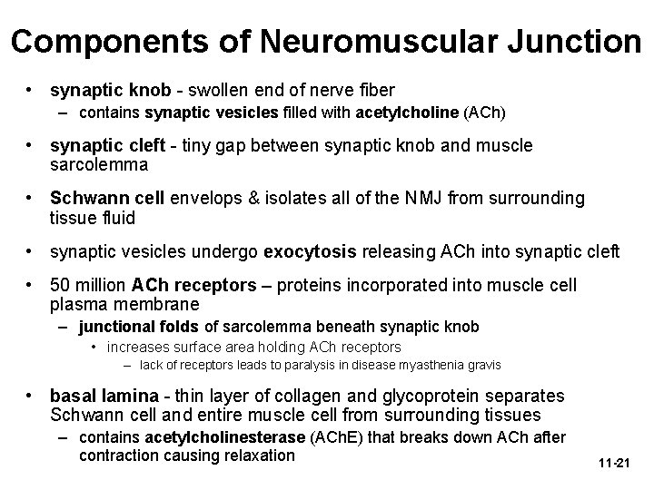 Components of Neuromuscular Junction • synaptic knob - swollen end of nerve fiber –