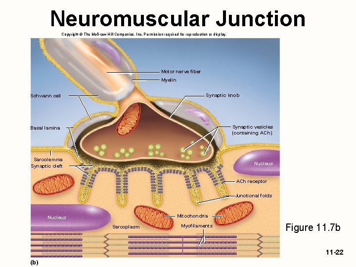 Neuromuscular Junction Copyright © The Mc. Graw-Hill Companies, Inc. Permission required for reproduction or